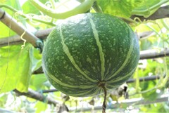 ゴミ箱から生えた苗より（種別は？メキシコ産かも・・）