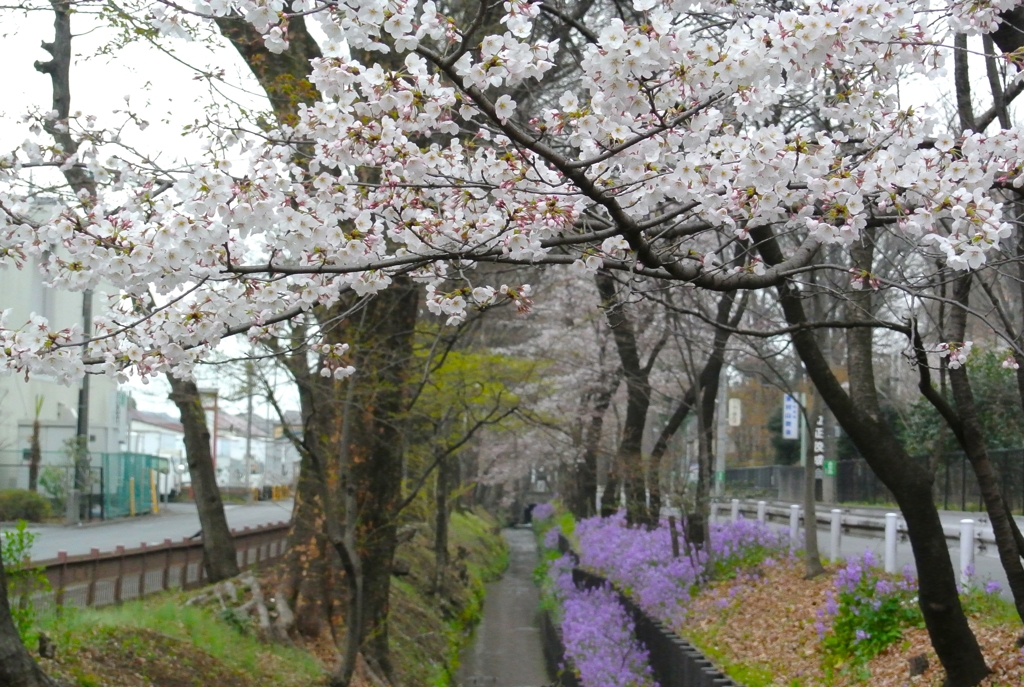 用水路・ソメイヨシノ開花状況