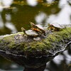 K川下流域・ミドリガメクラス