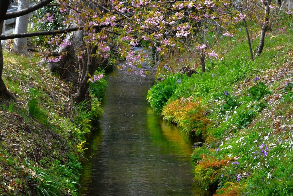 春のせせらぎ