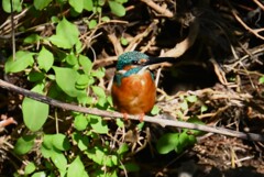 K川・中流域のカワセミ♂