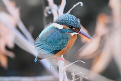 用水路・枝被りのカワセミ♀若