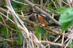 K川・カワセミ♀若