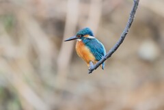 Ｋ川中流域・カワセミ♂若