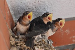 ツバメ・このひな3羽は現在巣立ち済み