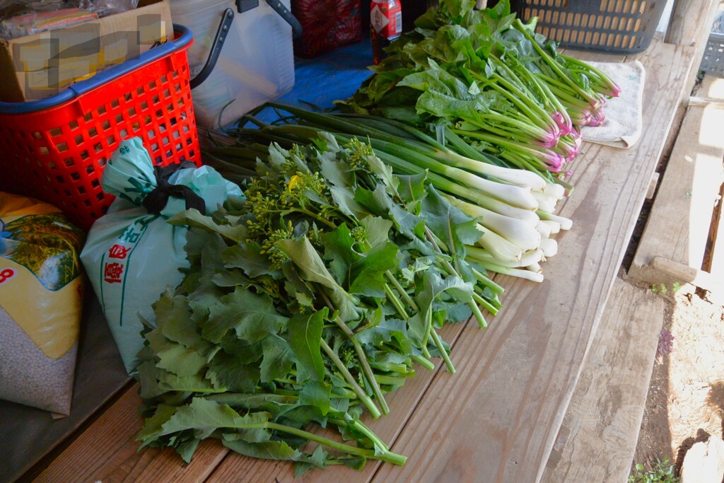 菜園・全体収穫