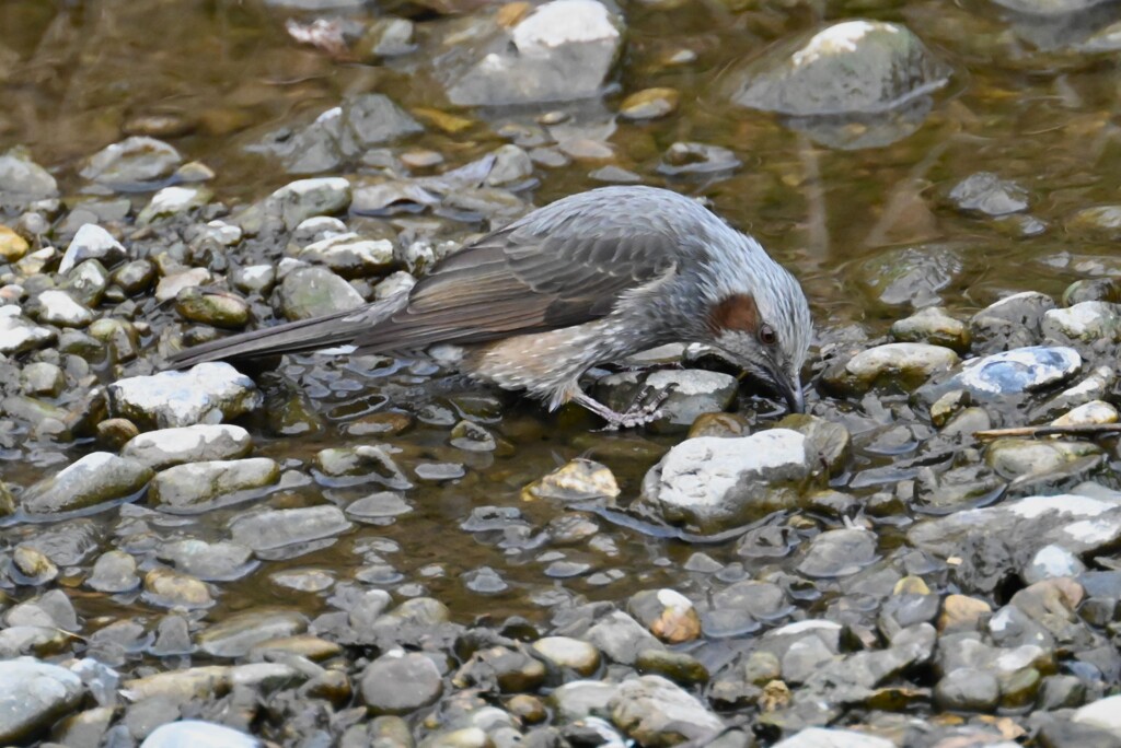 K川・水飲みヒヨドリ