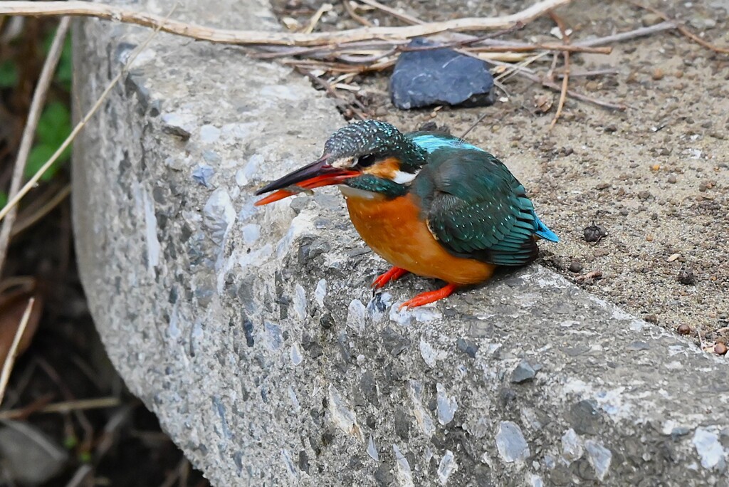 Ｋ川中流域・カワセミ♀エビゲット！