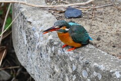 Ｋ川中流域・カワセミ♀エビゲット！