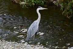 K川・アオサギ