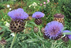 アーティーチョウク