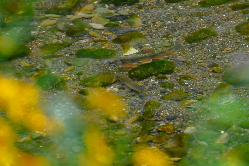 K川・オイカワ♂