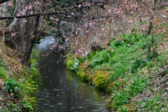 用水路・春の兆し