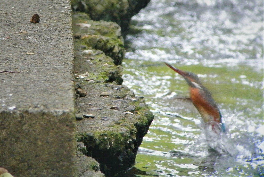 9時37分(交尾後何度となく水浴びをするカワセミ♀)