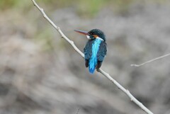 K川・中流域のいつものカワセミ♀
