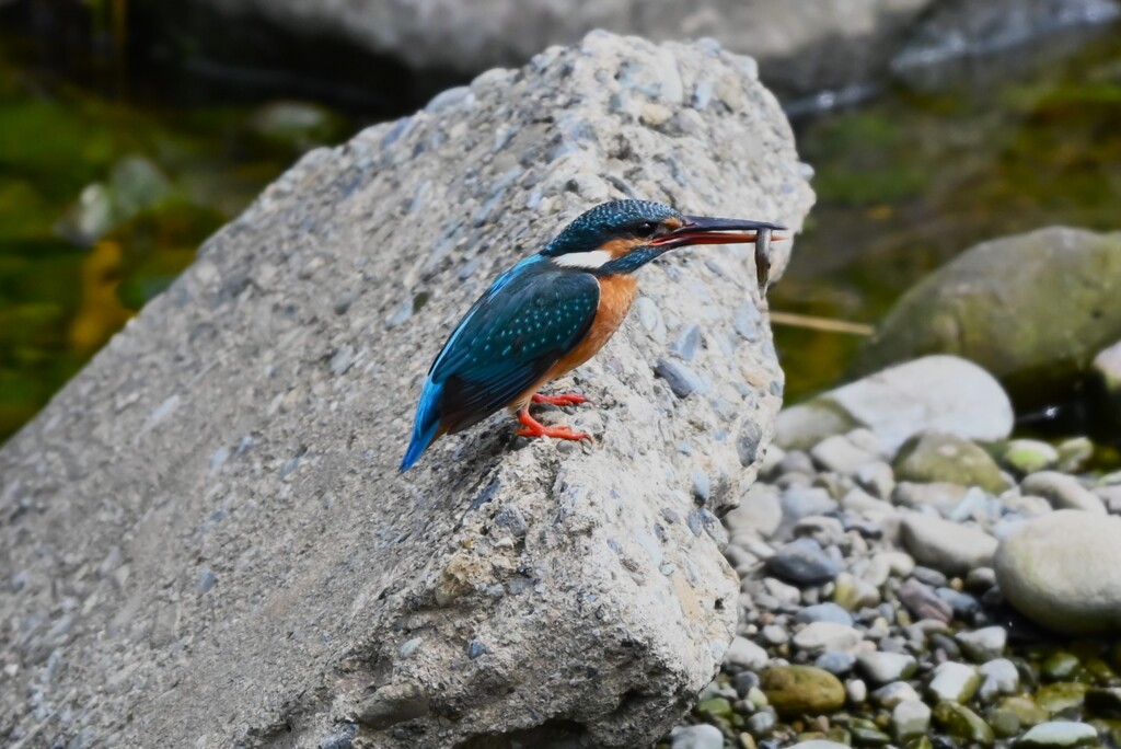 K川・下流域のカワセミ♀ドジョウゲット
