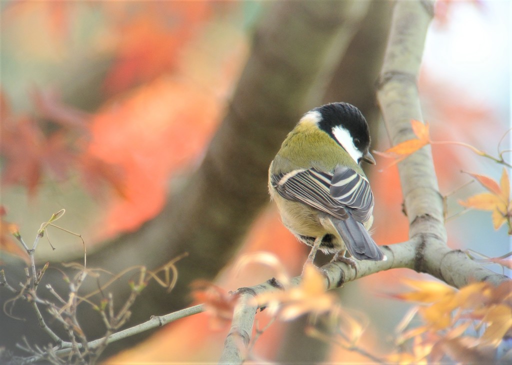 紅葉シジュウカラ