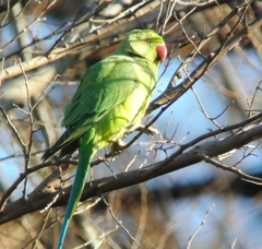 用水路・ワカケホンセイインコ.