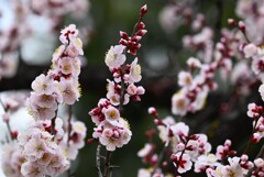 3月2日 (花梅)
