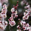 3月2日 (花梅)