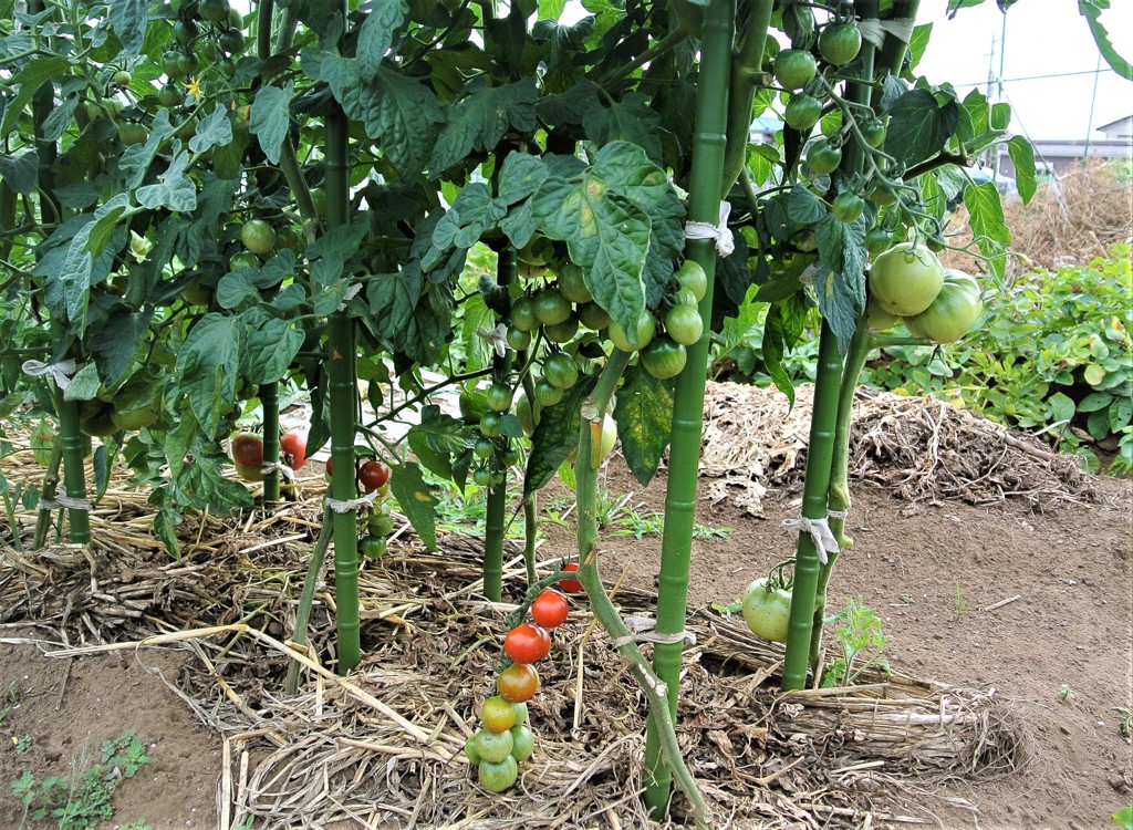 熟れ始めたトマト