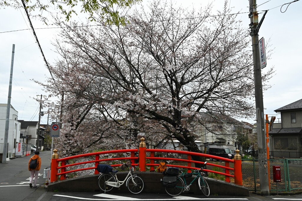 花見・前川弁天橋の桜
