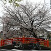 花見・前川弁天橋の桜