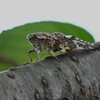 K川沿道・桜の大木にニイニイゼミ