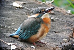 用水路のカワセミ♀若鳥・初個体 ..