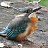 用水路のカワセミ♀若鳥・初個体 ..