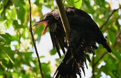 ハシブトガラスの巣立ちびな（ちょっと怖い）