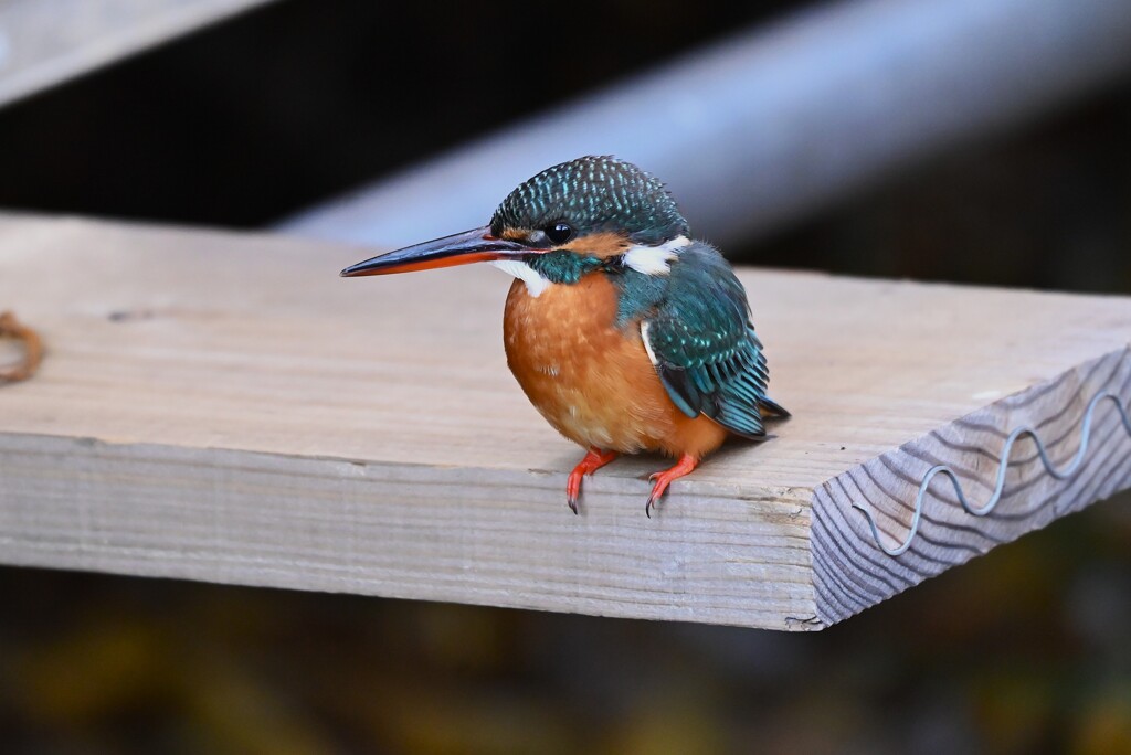 用水路・カワセミ♀若 