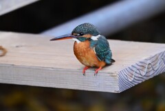 用水路・カワセミ♀若 