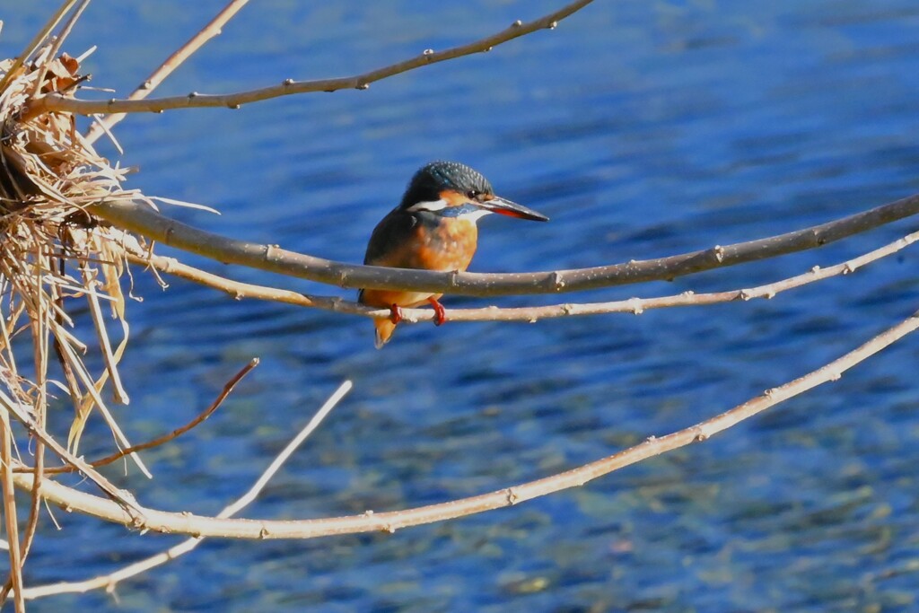 K川・水溜りのカワセミ♀