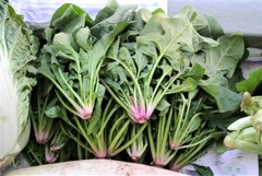 間引きほうれん草