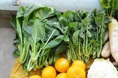 菜園・1月5日コマツナ（左）カキナ（右）