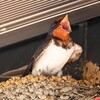 ツバメ・あついよ～～！！