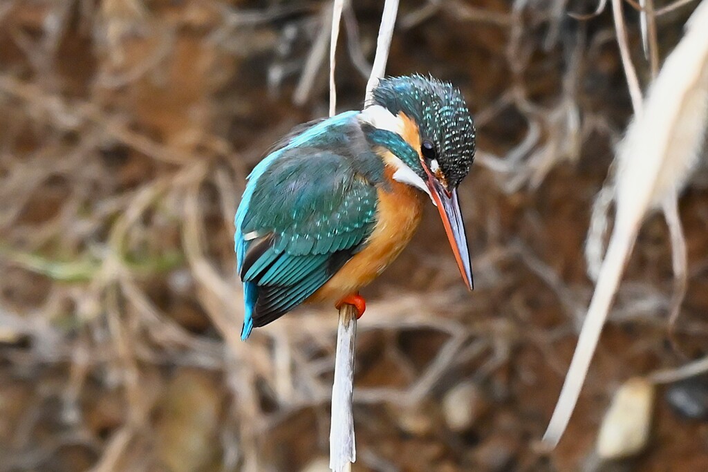 Ｋ川中流域・カワセミ♀狙いを定め・・