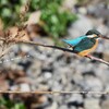 K川下流域・水溜りのカワセミ♀若 (勢いが良いですね～)