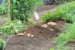 ジャガイモ・2回目の収穫.