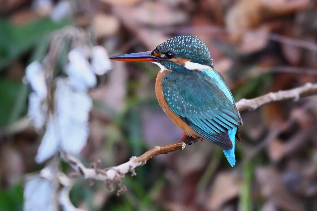 用水路・カワセミ三昧「♀若」