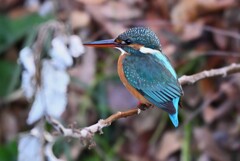 用水路・カワセミ三昧「♀若」