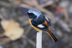 K川下流域・ジョウビタキ♂ 