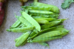 キヌサヤも最後のあがきを見せる