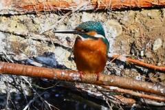 Ｋ川中流域・カップルのカワセミ♂若