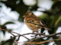 アトリ♀