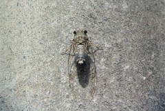 お彼岸のツクツクボウシ