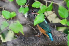 K川・この後、魚を落としたカワセミ♂若 