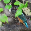 K川・この後、魚を落としたカワセミ♂若 