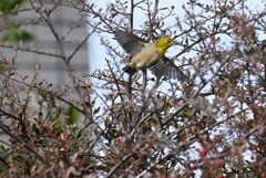 K川沿道・ピラカンサの実を食べたメジロ